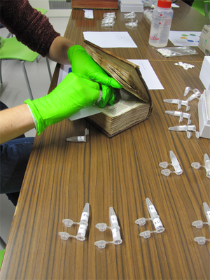 Parchment exfoliation