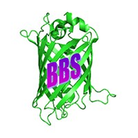 Belgian Biophysical Society